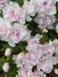 Azalea indica Pink Ice