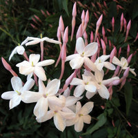 Pink Jasmine (Jasminum polyanthum)
