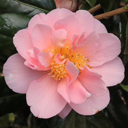 Camellia Nuccios Pink Lace (Camellia japonica)