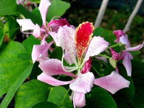 Pink Orchid Tree (Bauhinia monandra) - Ladybird Nursery
