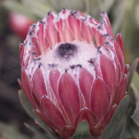 Protea 'Australis Pink' - Ladybird Nursery