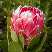 Protea 'Pink Princess' - Ladybird Nursery