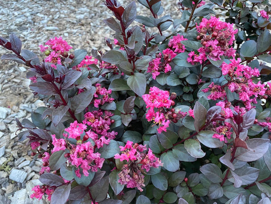 Dwarf Crepe Myrtle 'Pinky Pink' - Ladybird Nursery