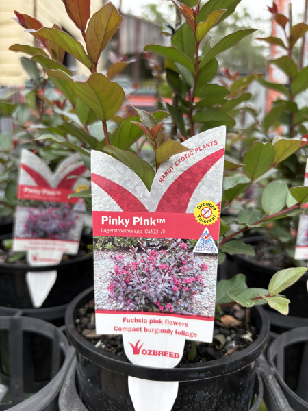 Dwarf Crepe Myrtle 'Pinky Pink' - Ladybird Nursery