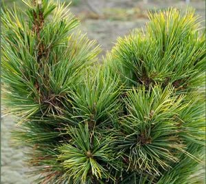 Southwestern White Pine Loma Linda (Pinus strobiformis) - Ladybird Nursery