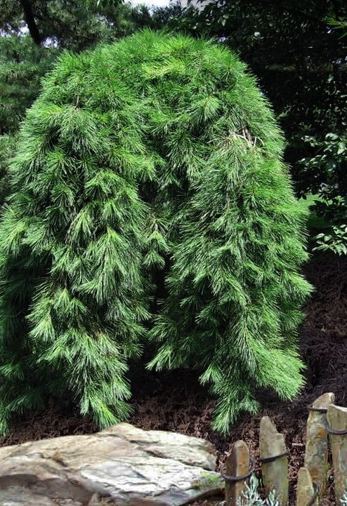 Weeping Red Pine pendula (Pinus densiflora)