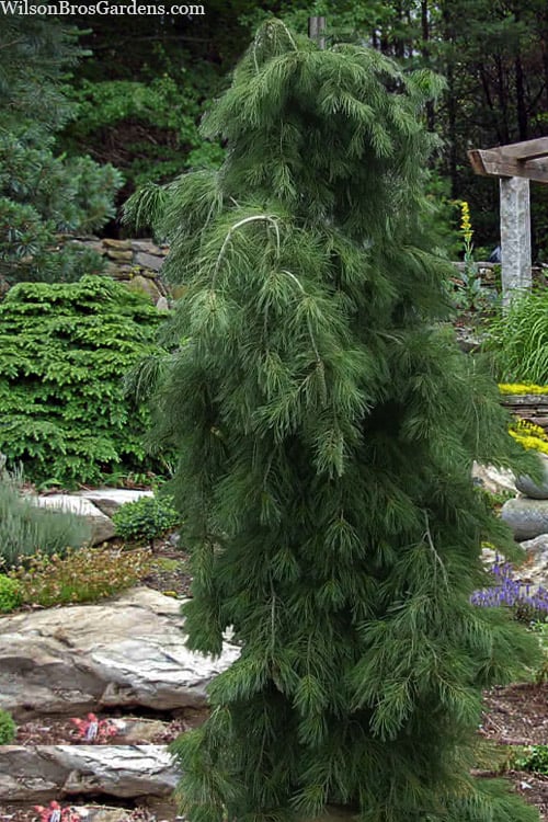 Weeping Red Pine pendula (Pinus densiflora)