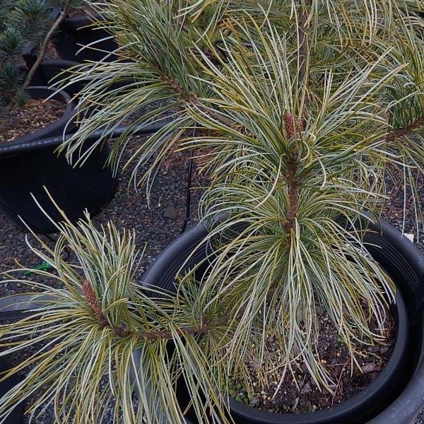 Pinus koraiensis - Dragon Eye