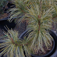 Pinus koraiensis - Dragon Eye