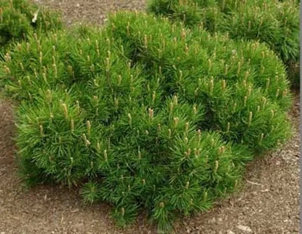 Dwarf Mountain Pine pumilio (Pinus mugo) - Ladybird Nursery