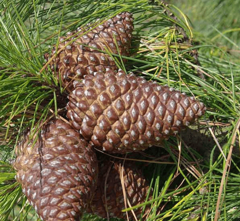 Cluster Pine (Pinus pinaster) - Ladybird Nursery