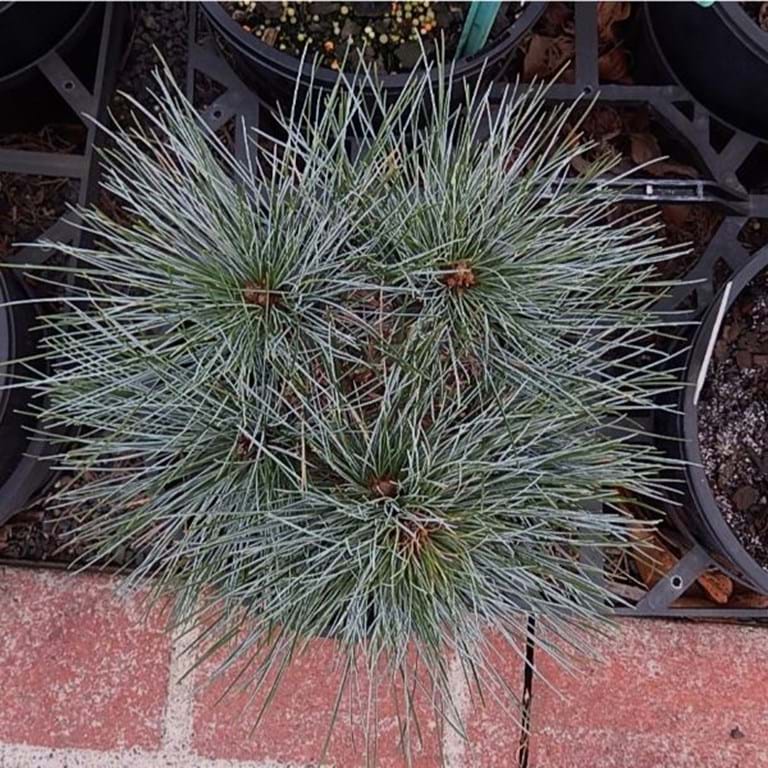 Himalayan Pine ‘Moidart’ (Pinus wallichiana) - Ladybird Nursery