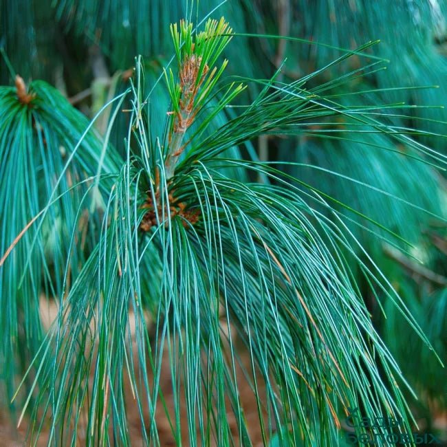 Himalayan Pine ‘Moidart’ (Pinus wallichiana) - Ladybird Nursery