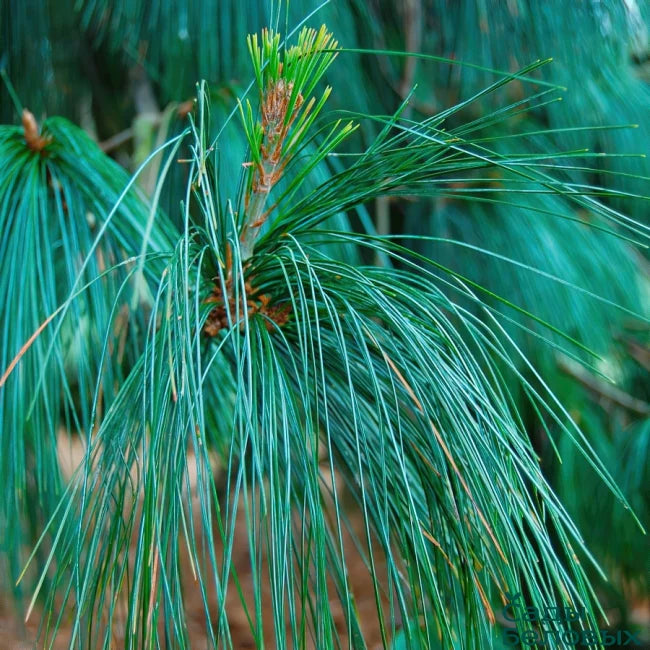 Himalayan Pine ‘Moidart’ (Pinus wallichiana)