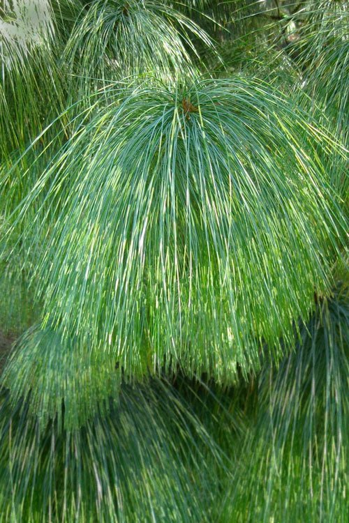 Himalayan Pine (Pinus wallichiana) - Ladybird Nursery