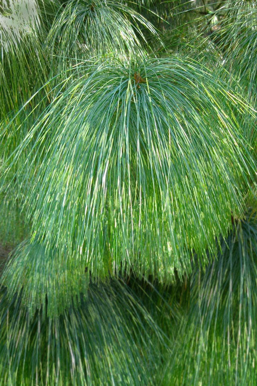 Himalayan Pine (Pinus wallichiana)