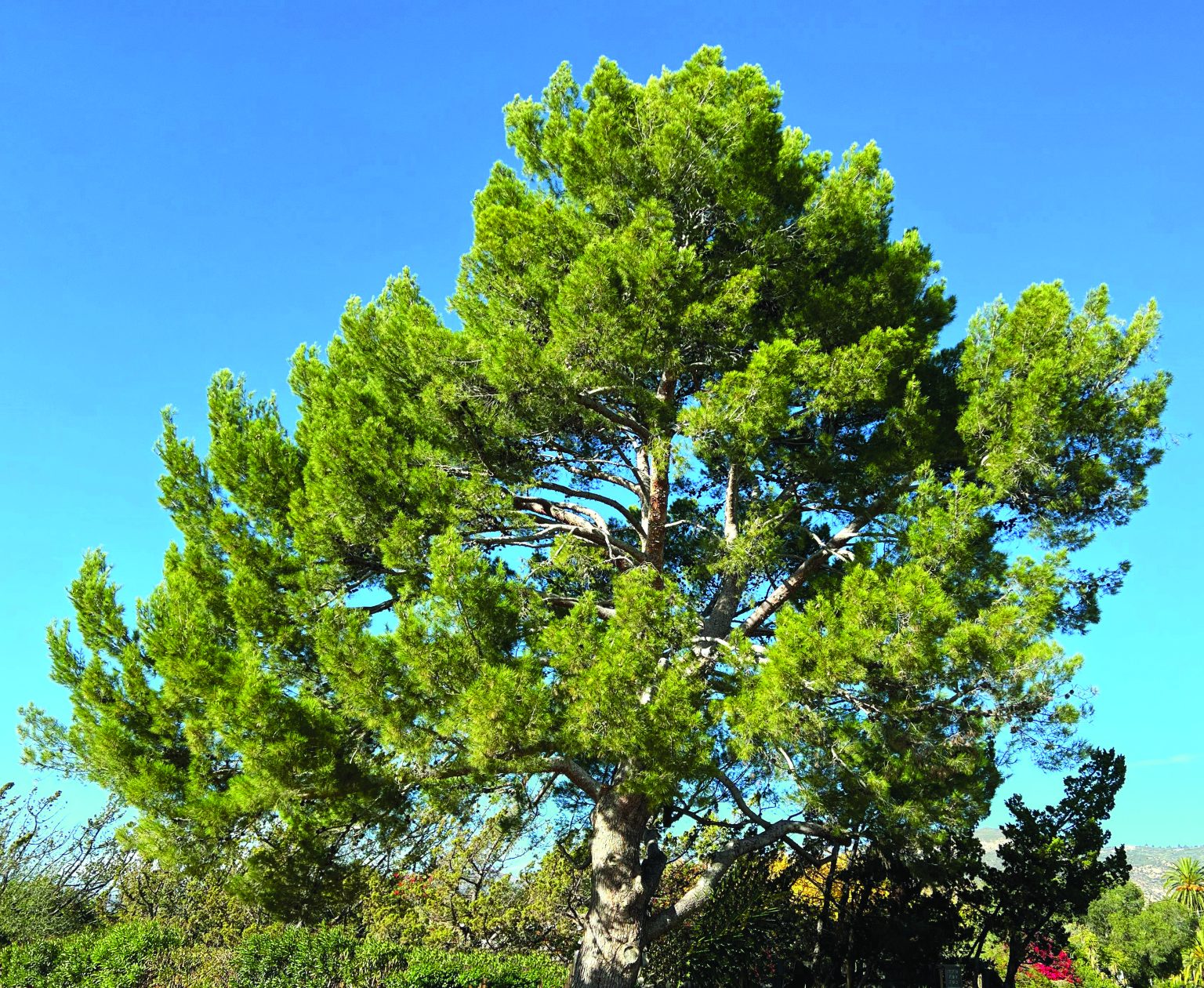 Aleppo Pine (Pinus halepensis)