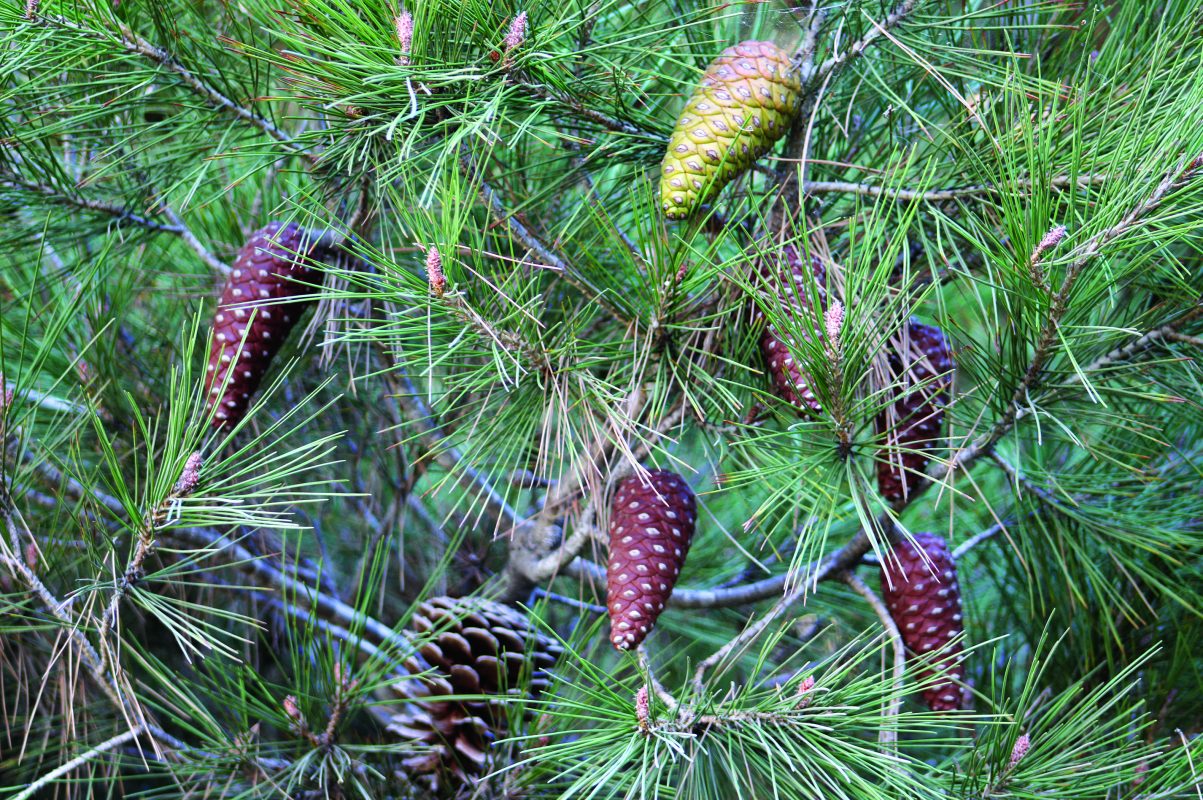 Aleppo Pine (Pinus halepensis) - Ladybird Nursery