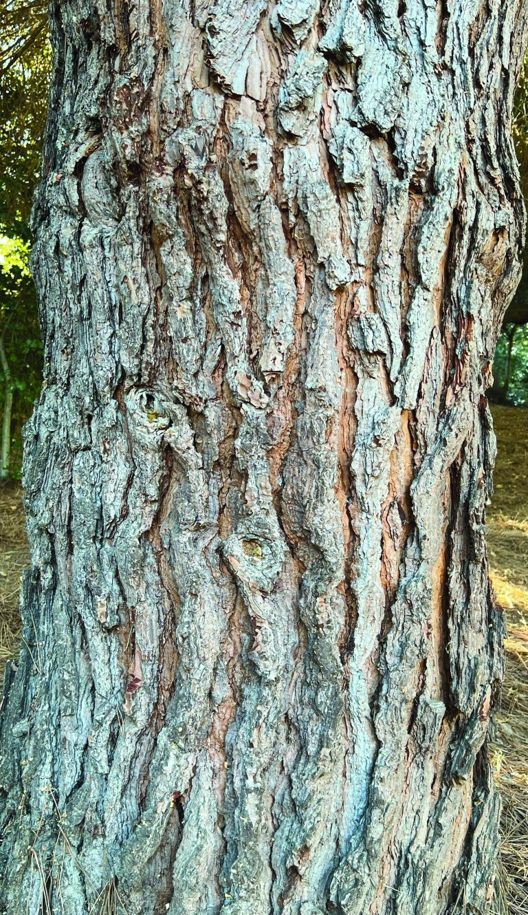 Aleppo Pine (Pinus halepensis)
