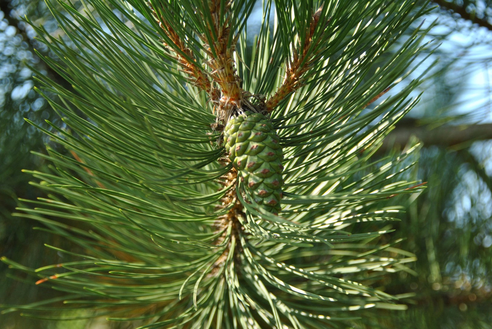 Black Pine Goldfingers (Pinus nigra)