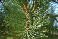 Black Pine Goldfingers (Pinus nigra)