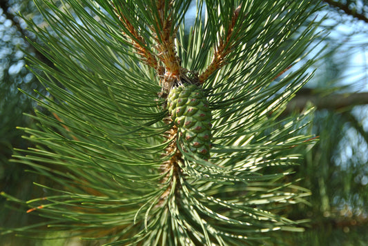 Black Pine Goldfingers (Pinus nigra)