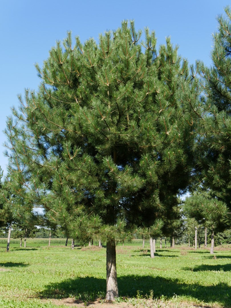 Black Pine Goldfingers (Pinus nigra)