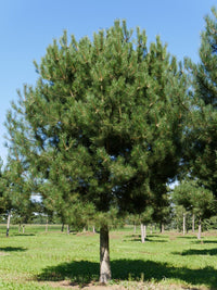 Black Pine Goldfingers (Pinus nigra)
