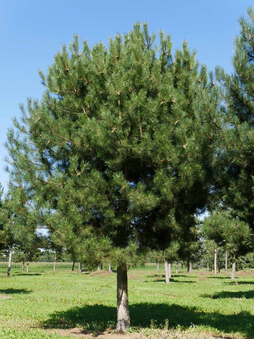 Black Pine Goldfingers (Pinus nigra) - Ladybird Nursery