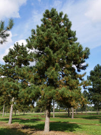Black Pine Goldfingers (Pinus nigra)