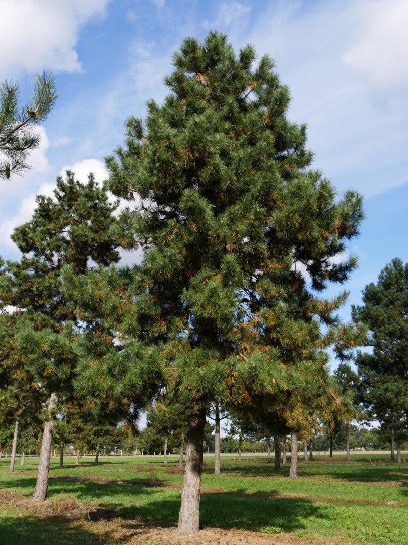 Black Pine Goldfingers (Pinus nigra) - Ladybird Nursery