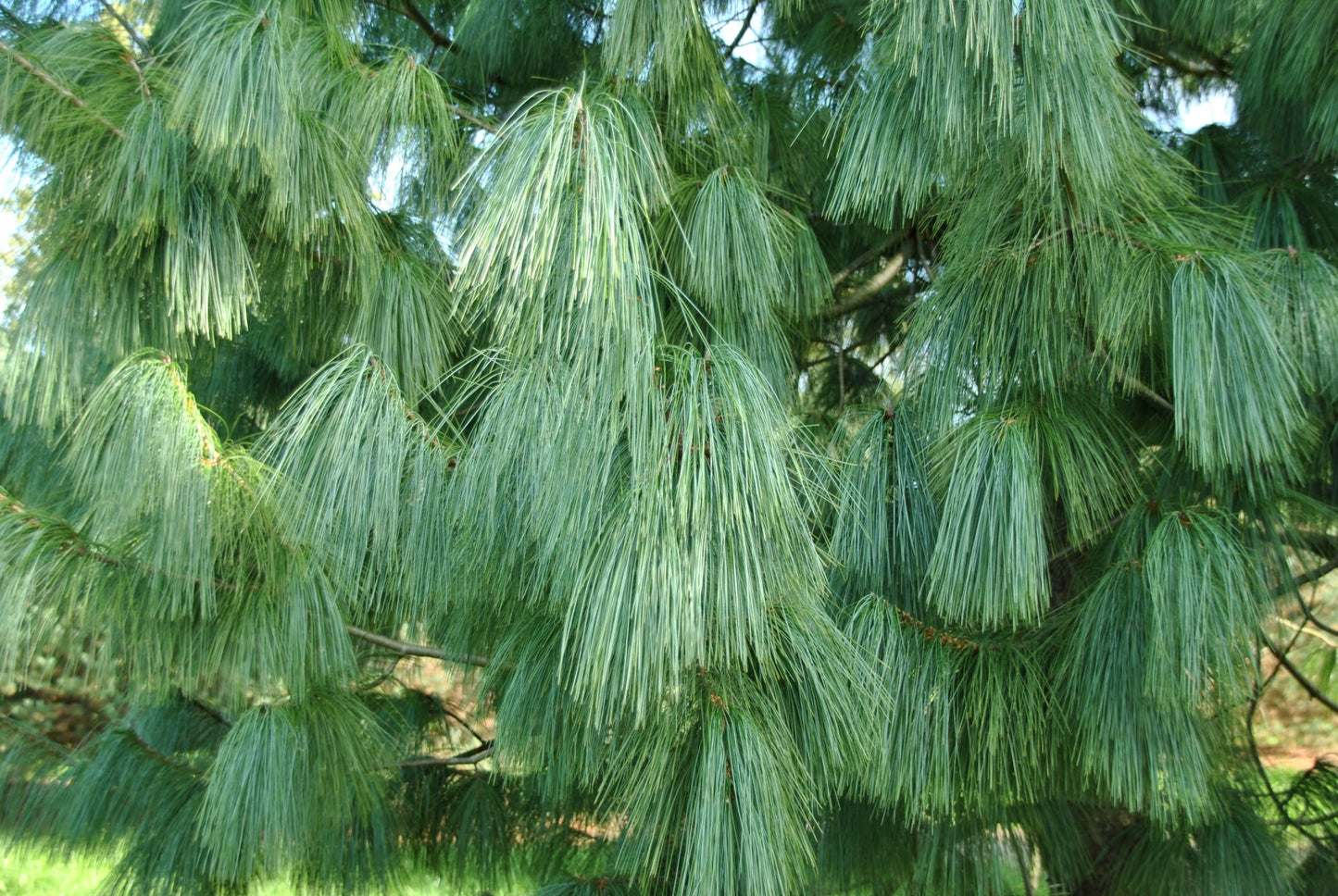 Himalayan Pine ‘Frosty’ (Pinus wallichiana)