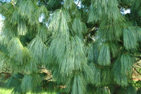 Himalayan Pine ‘Frosty’ (Pinus wallichiana)