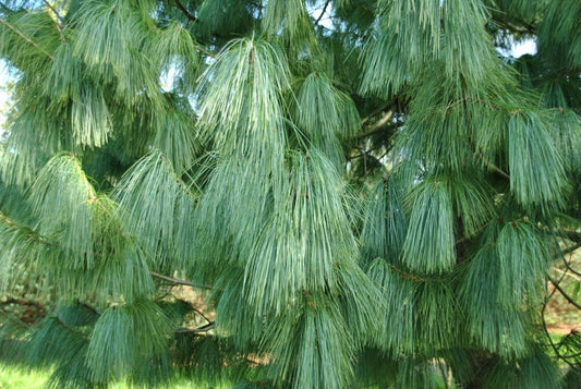 Himalayan Pine ‘Frosty’ (Pinus wallichiana)