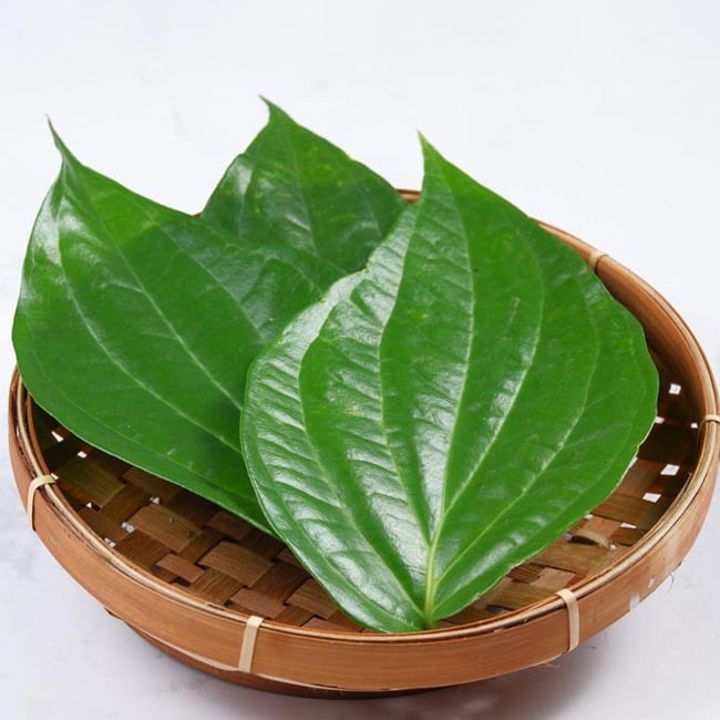 Piper Betle Paan