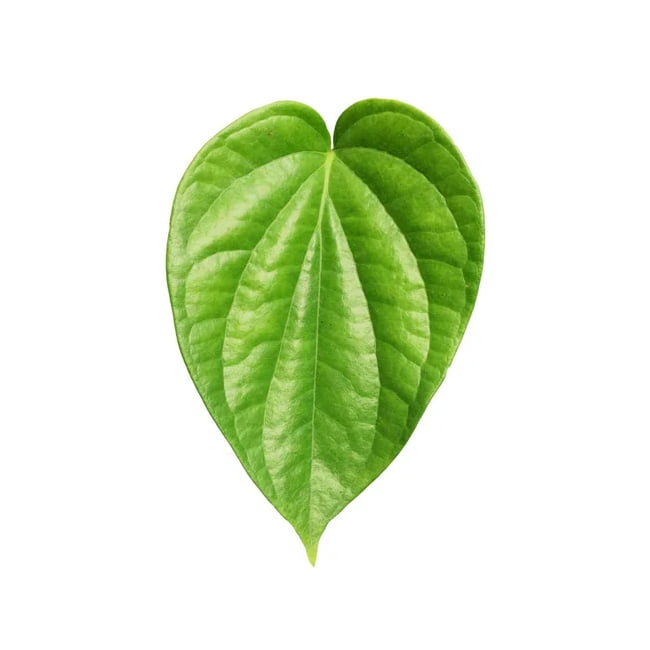 Piper Betle Paan