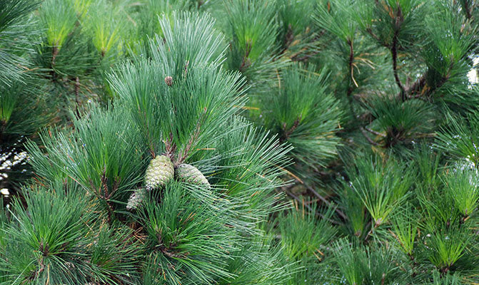 Cluster Pine (Pinus pinaster)