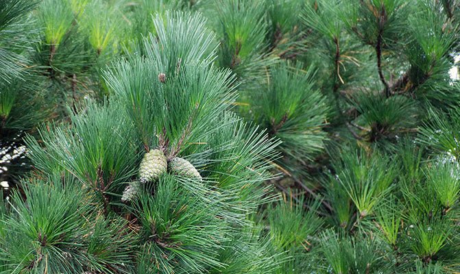 Cluster Pine (Pinus pinaster) - Ladybird Nursery