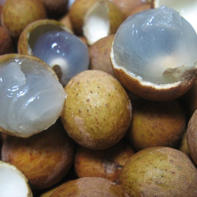 Pitomba - Ladybird Nursery