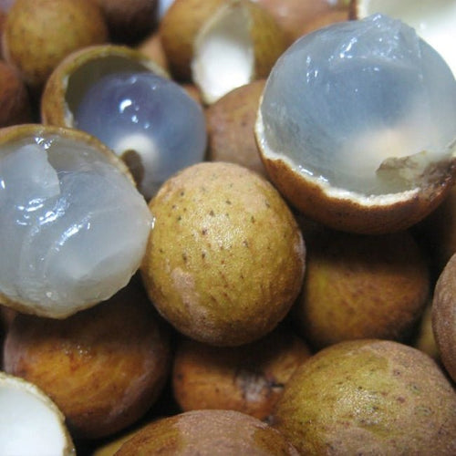 Pitomba - Ladybird Nursery