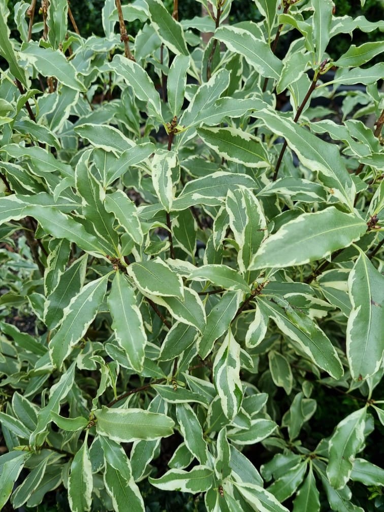 Variegated Lemonwood Variegatum (Pittosporum eugenioides) - Ladybird Nursery