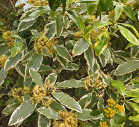 Variegated Lemonwood Variegatum (Pittosporum eugenioides)