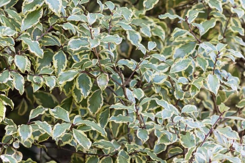 Variegated Kohuhu (Pittosporum tenuifolium)