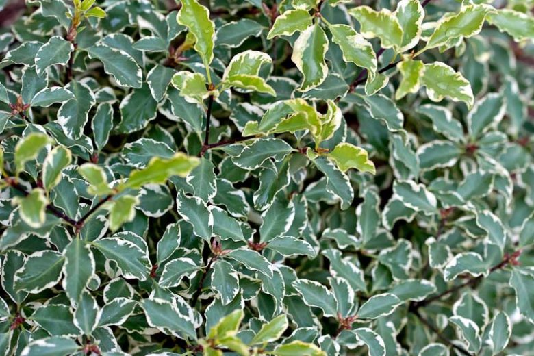 Variegated Kohuhu (Pittosporum tenuifolium)