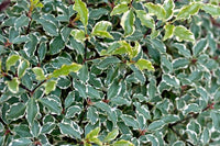 Variegated Kohuhu (Pittosporum tenuifolium)