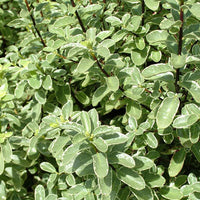 Ivory Pittosporum Ivory Sheen (Pittosporum)
