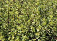 Ivory Pittosporum Ivory Sheen (Pittosporum) - Ladybird Nursery