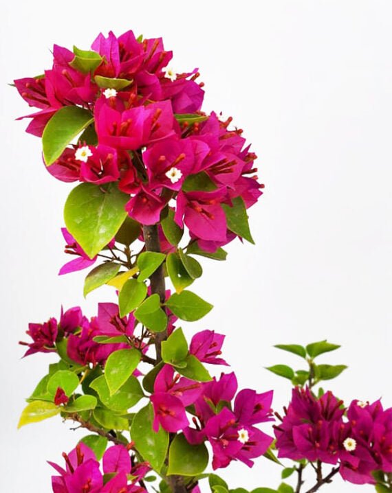 Bougainvillea Pixie Pink (Bougainvillea glabra) - Ladybird Nursery