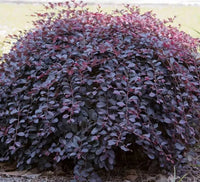 Loropetalum Purple Pixie™ (Loropetalum chinense) - Ladybird Nursery