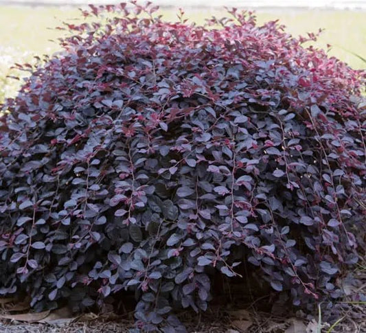 Loropetalum Purple Pixie™ (Loropetalum chinense) - Ladybird Nursery